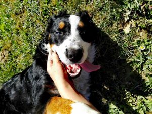 Comment entretenir un chien pour veiller à son bien-être