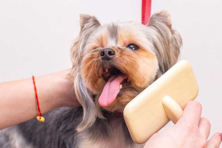 quelle est la meilleure fréquence pour le toilettage de mon chien ?