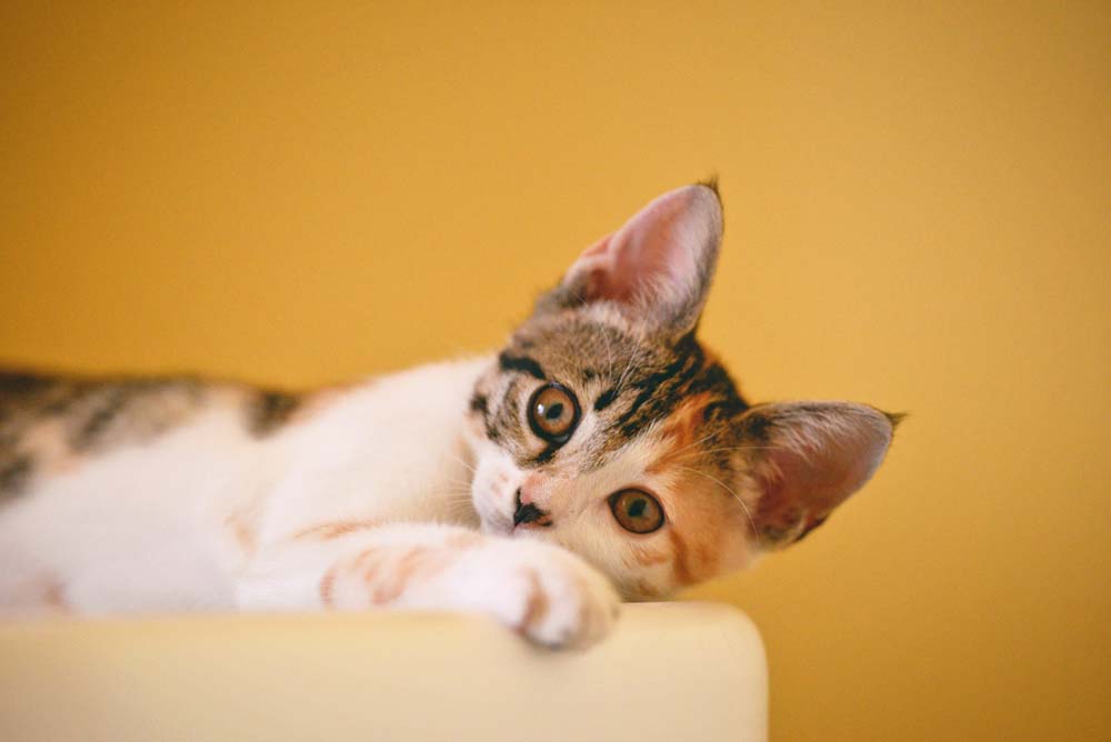 Nettoyer les oreilles d'un chat c'est veiller à sa santé et à son bien-être