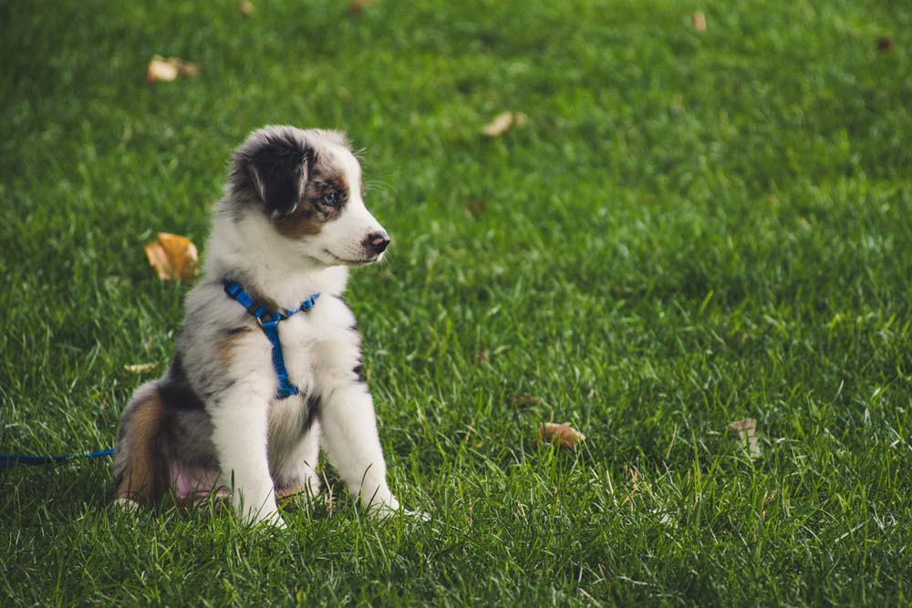Quelle est l'importance des laisses pour chien