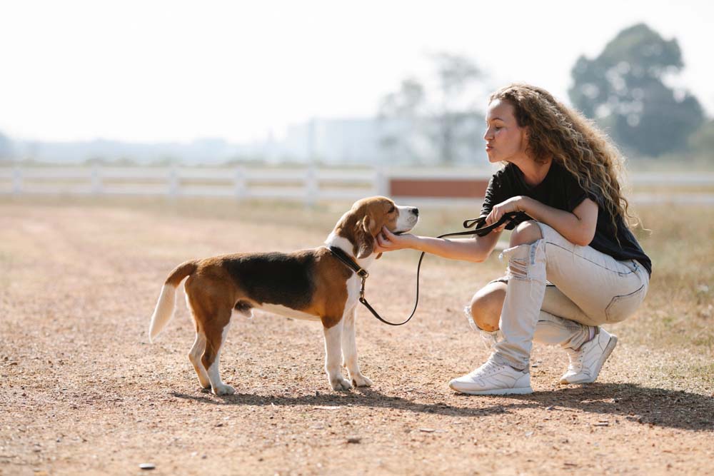 Quels sont les différents types de laisse pour chien
