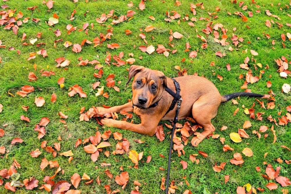 Importance des laisses pour chien