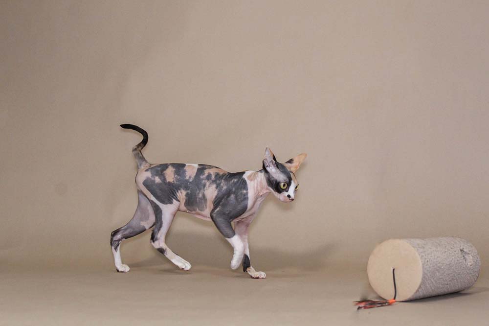 Peut-on élever un chat sphynx si on est allergique aux chats ?