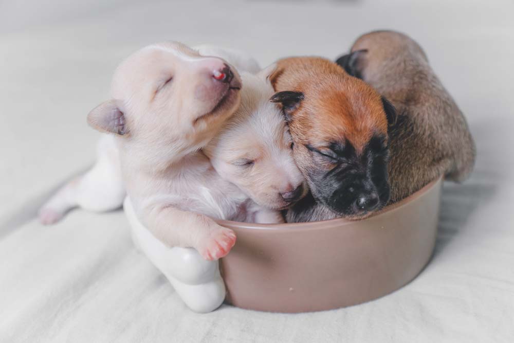 faire en sorte que le sevrage se passe bien pour comprendre comment nourrir des chiots de 3 semaines