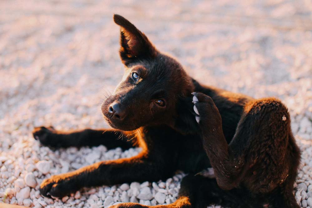 Que faire si mon chien a attrapé des puces