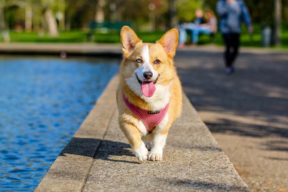 Adopter un chien: que faut-il savoir avant