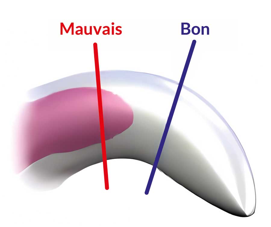 le toilettage de votre chien inclut également de bien prendre soin de ses ongles, voici comment il faut les couper pour ne pas faire du mal à votre toutou