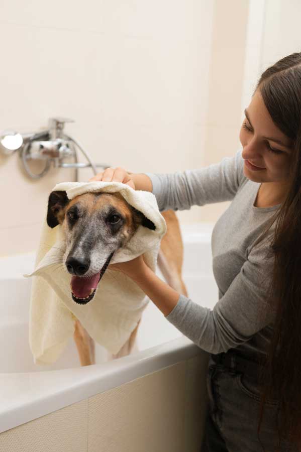 comment faire le toilettage de mon chien à la maison ?