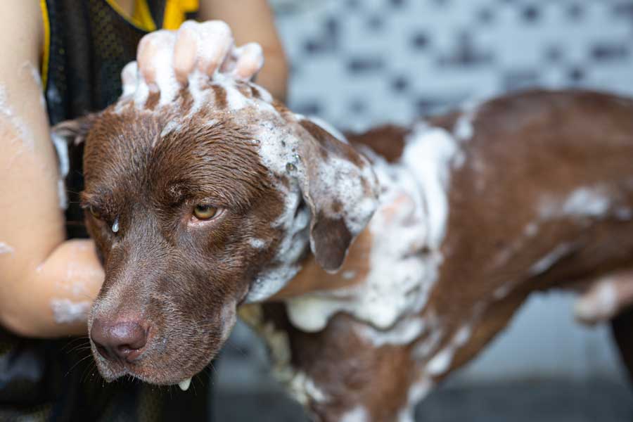 Pour effectuer le toilettage de votre chien, vous devez lui faire un lavage au shampoing