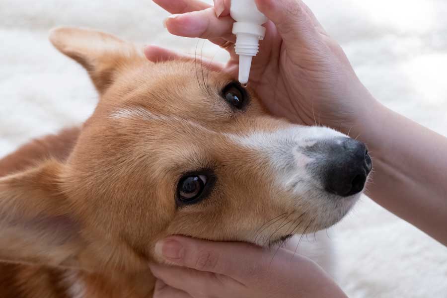 pour faire le toilettage de mon chien je dois nettoyer ses yeux