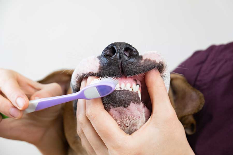 veiller au toilettage de mon chat c'est brosser ses dents