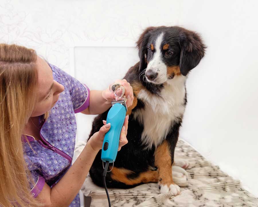 Le toilettage de votre chien doit aussi inclure de tondre ses poils de temps en temps si nécessaire