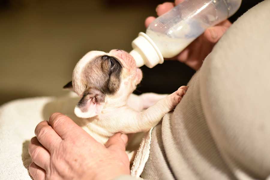 petit chiot en train de boire du lait pour chiot ou colostrum