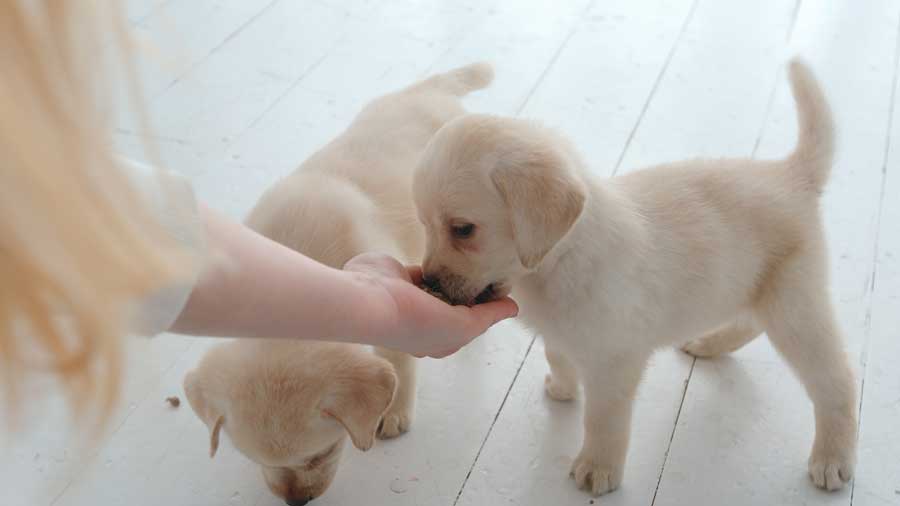 comment nourrir des chiots de 3 semaines avec petfood