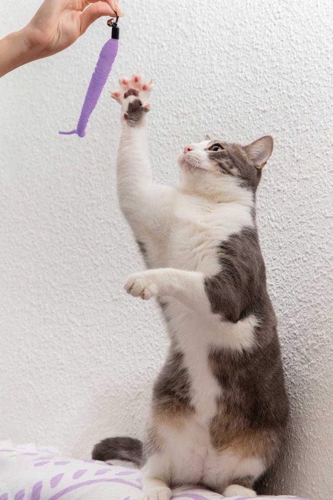 il est préférable d'éduquer votre chat avec des méthodes ludiques et positives