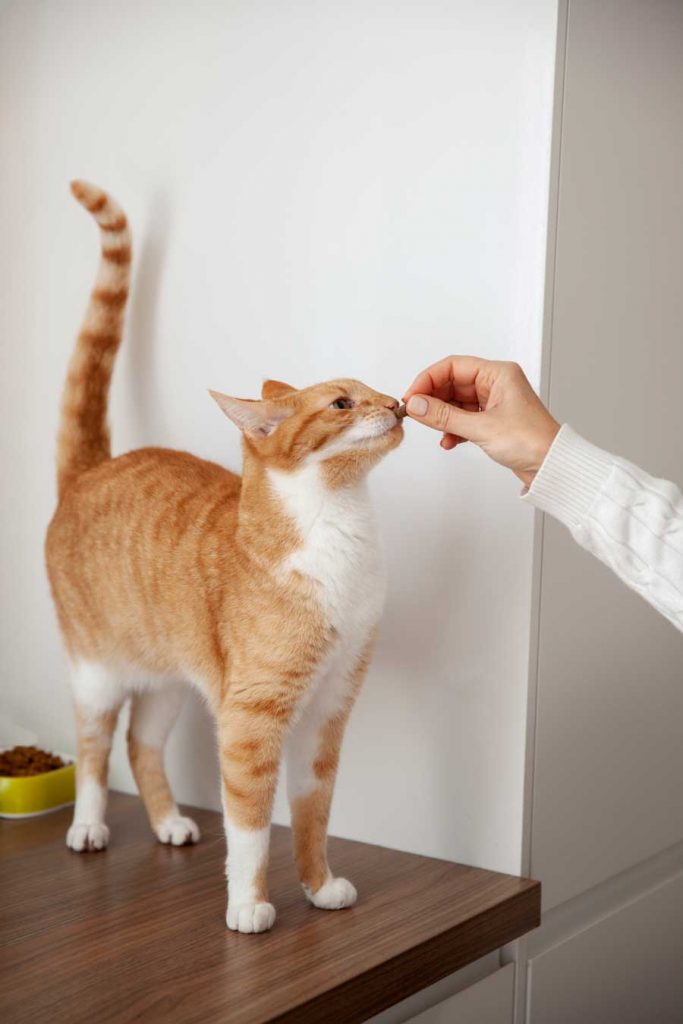 Éduquer un chat nécessite une approche de renforcement positif plutôt que des punitions