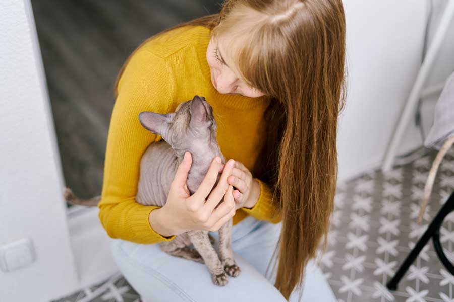 Les maladies auxquelles il faut faire attention en élevant un chat sphynx