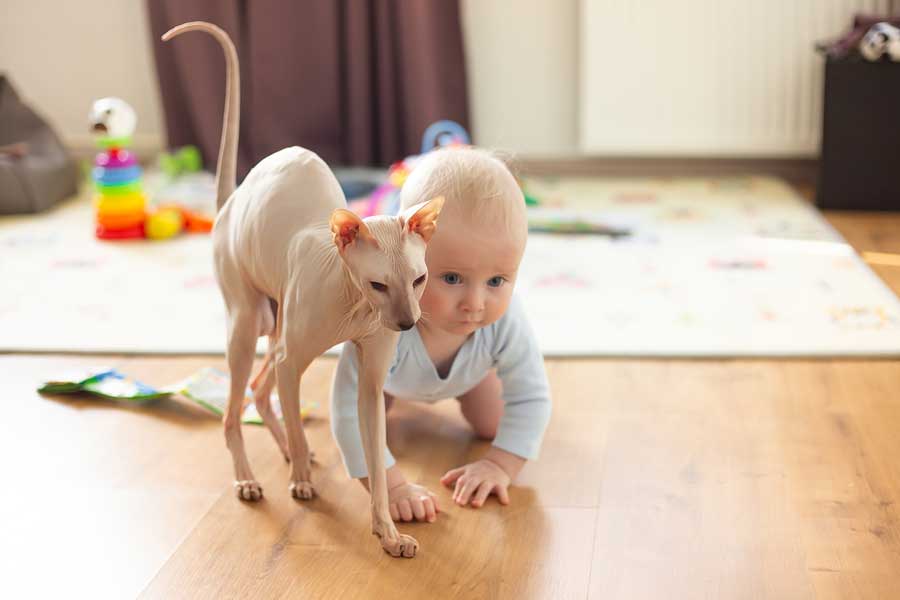 est-il possible d'élever un chat sphynx quand on a une famille ou des bébés