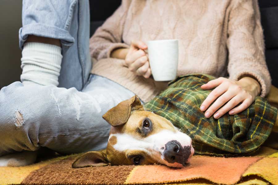 chienne qui se sent fatiguée en chaleur