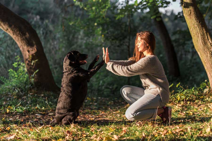 Vous pouvez également dresser votre chien par le biais de l'imitation