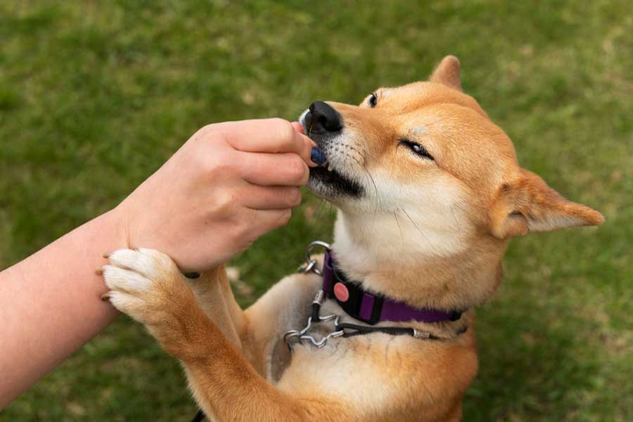 la capture peut également être un excellent moyen de dresser et d'éduquer votre chien