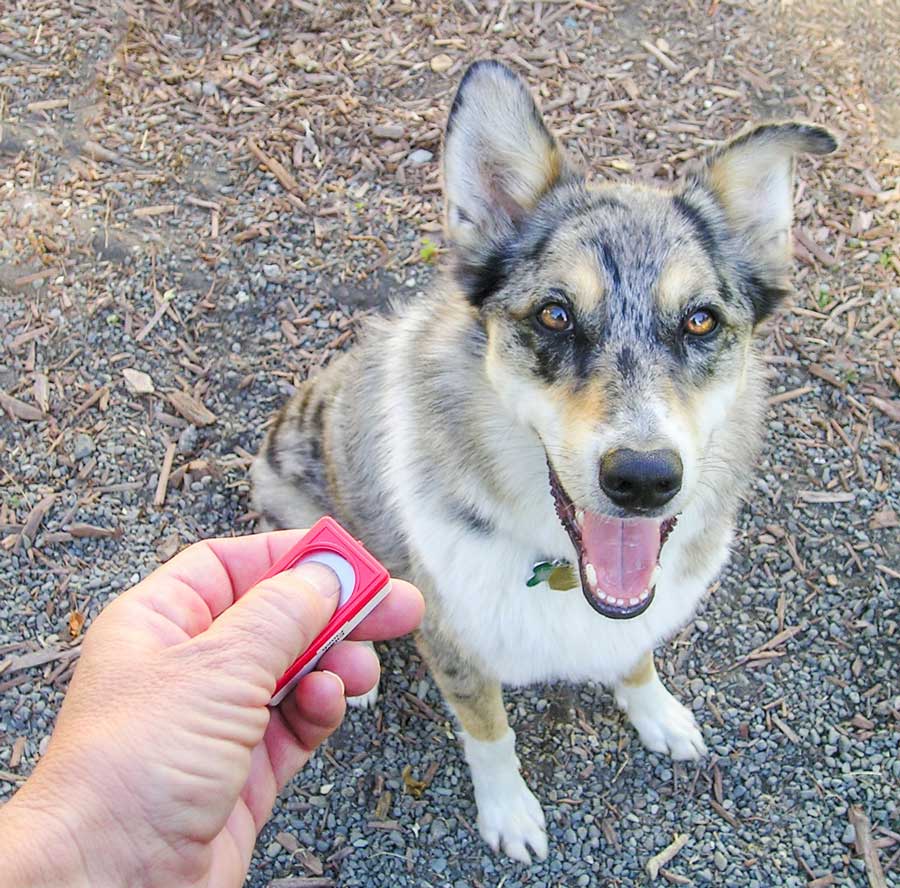 dresser son chien avec un clicker peut être très efficace comme méthode de dressage