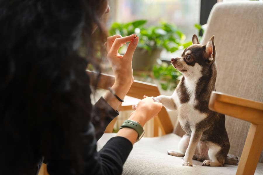 Il est également possible de dresser son chien avec un leurre
