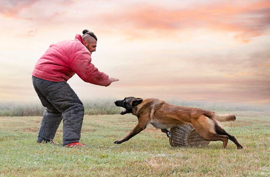 vous pouvez également consulter un éducateur canin pour dresser votre chien en toute tranquilité