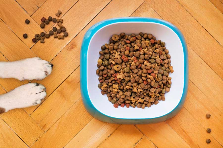 Pour savoir comment entretenir un chien, il faut d'abord veiller à ce qu'il reçoive une bonne alimentation