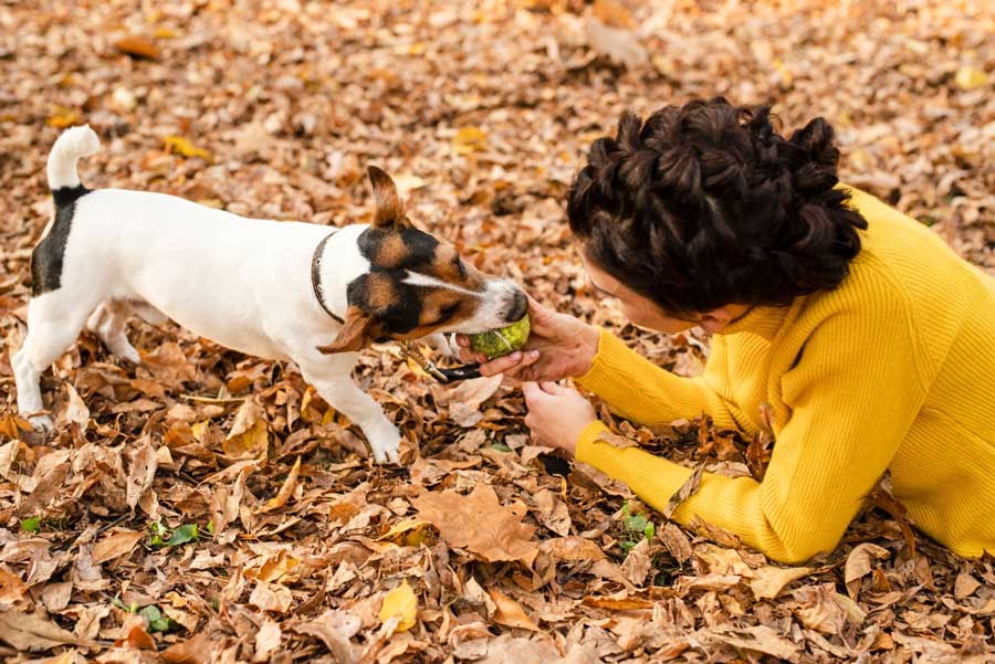 Entretenir un chien c'est veiller à ce qu'il fasse quotidiennement de l'exercice physique