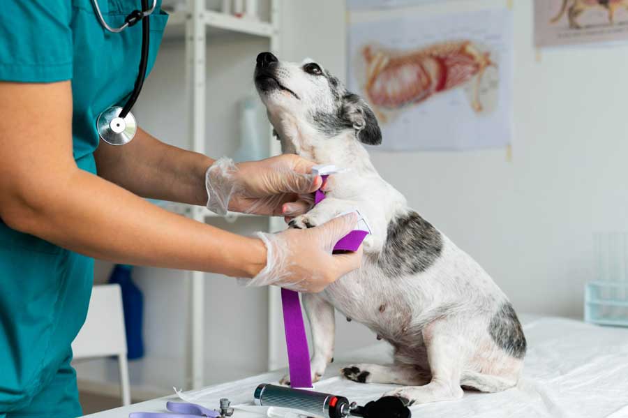 Entretenir un chien c'est effectuer des contrôles vétérinaires réguliers