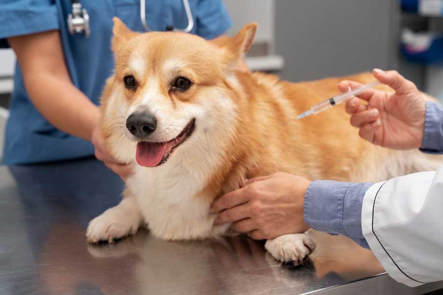 Entretenir son chien c'est aussi veiller à ce que ses vaccins soient à jour