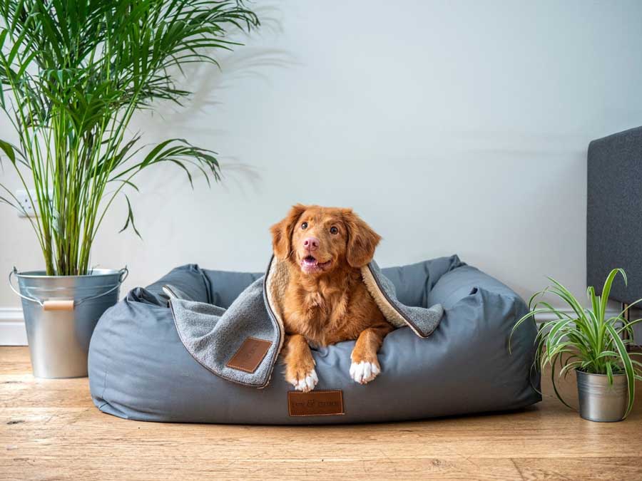Entretenir son chien c'est aussi veiller à son bien-être mental