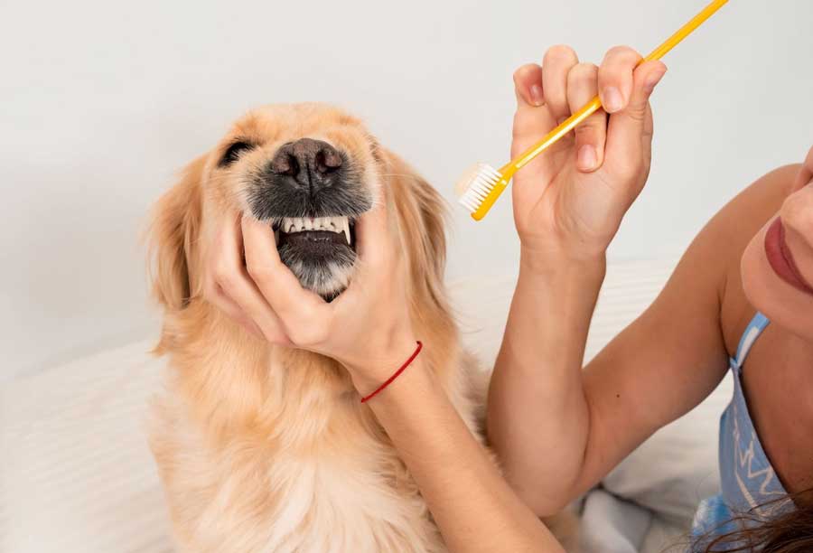 Entretenir un chien c'est maintenir sa santé bucco-dentaire