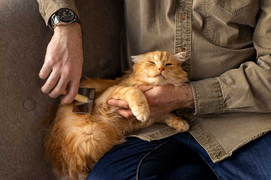 avant de laver son chat il faut le délicatement le brosser et lui passer le peigne pour qu'il n'ait pas mal