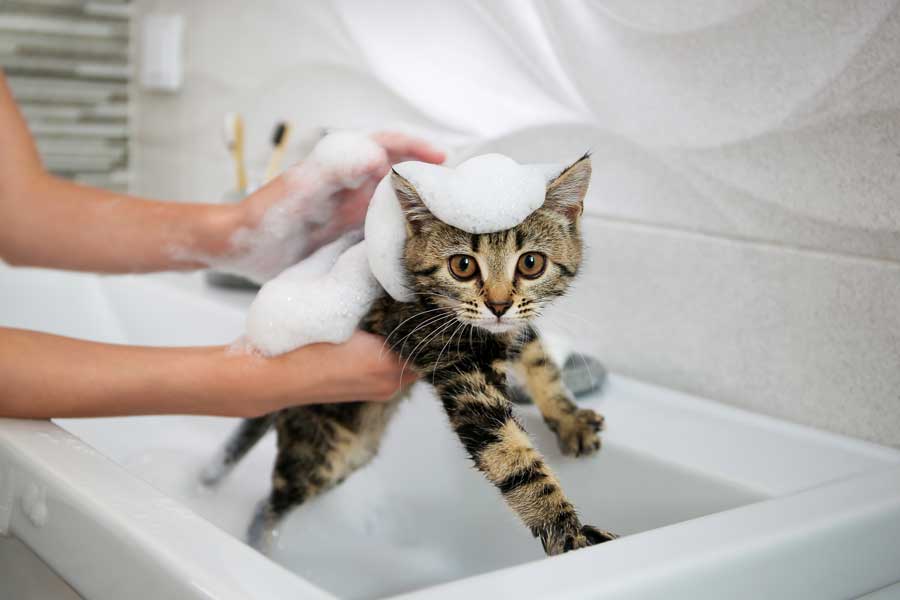 Petit chaton tigré en train de prendre un bain