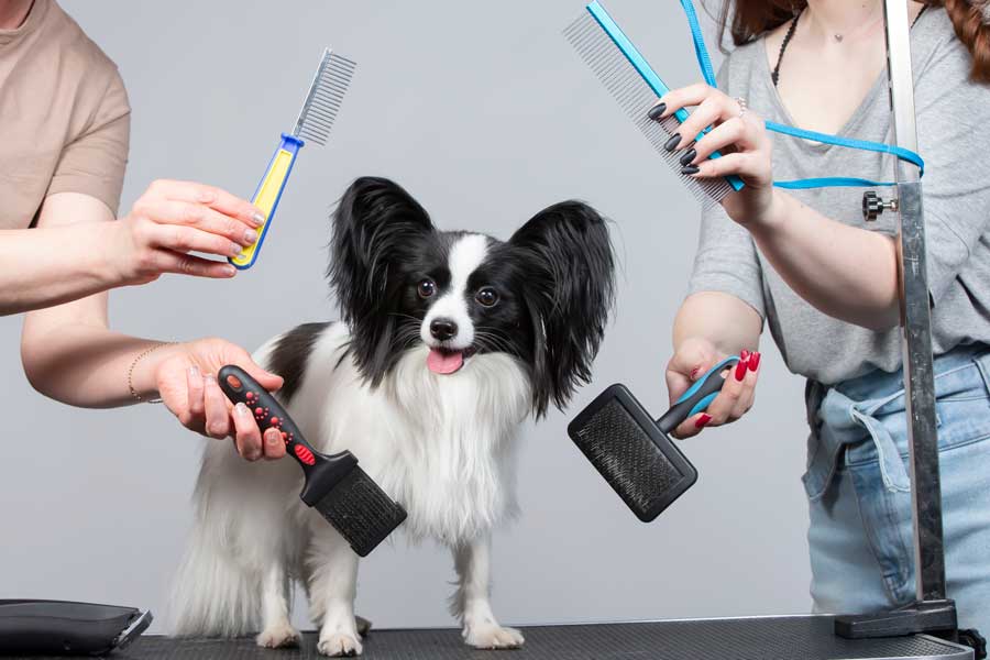 Pour choisir la bonne brosse pour chien, il faut d'abord comprendre le rôle des différents peignes et brosses pour toutou