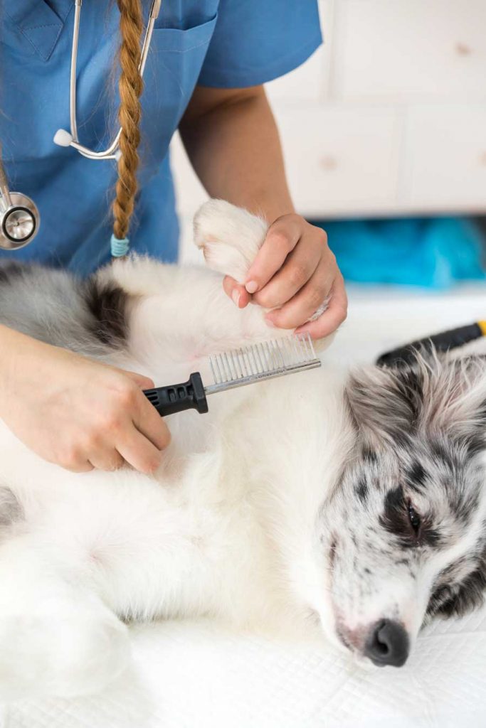 Types de brosse pour chien : le peigne