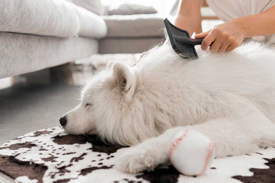 Entretenir un chien c'est maintenir son hygiène