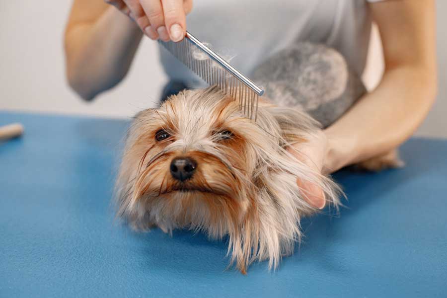 Types de brosse pour chien : le démêloir