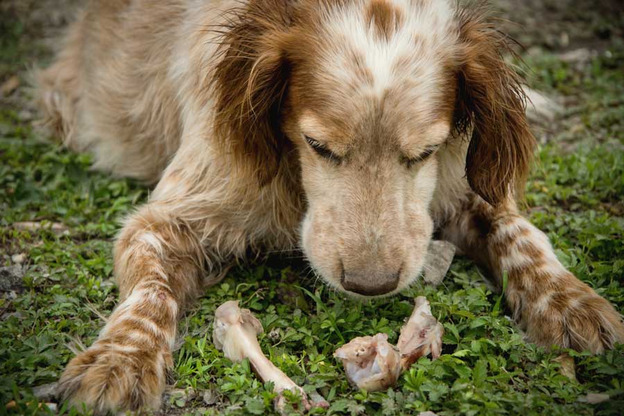 Parmi les aliments toxiques pour chien : les os cuits
