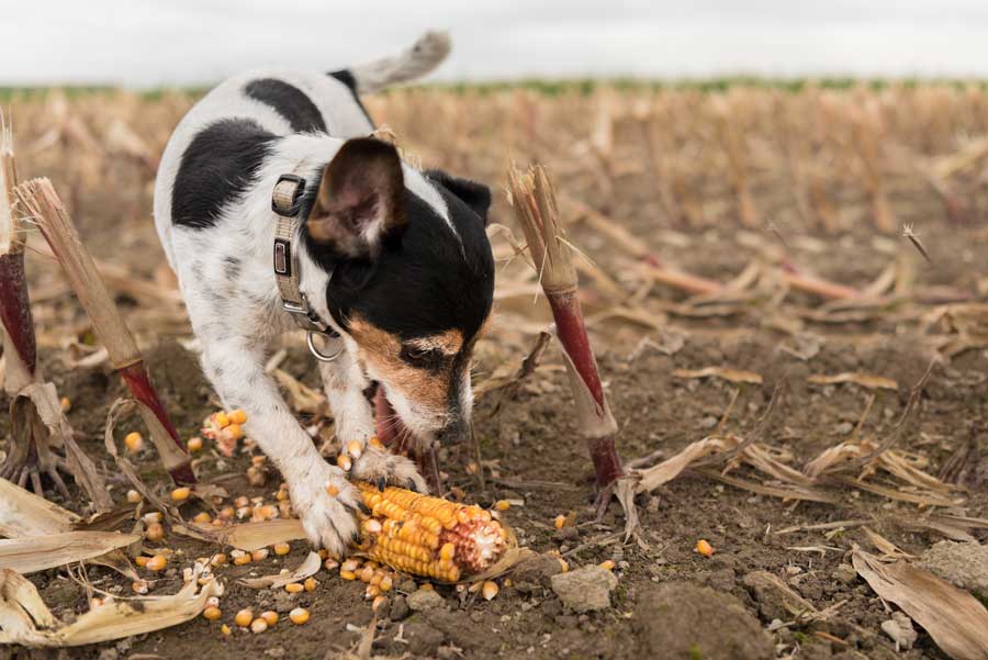 Parmi les aliments toxiques pour chien : l'épi de maïs