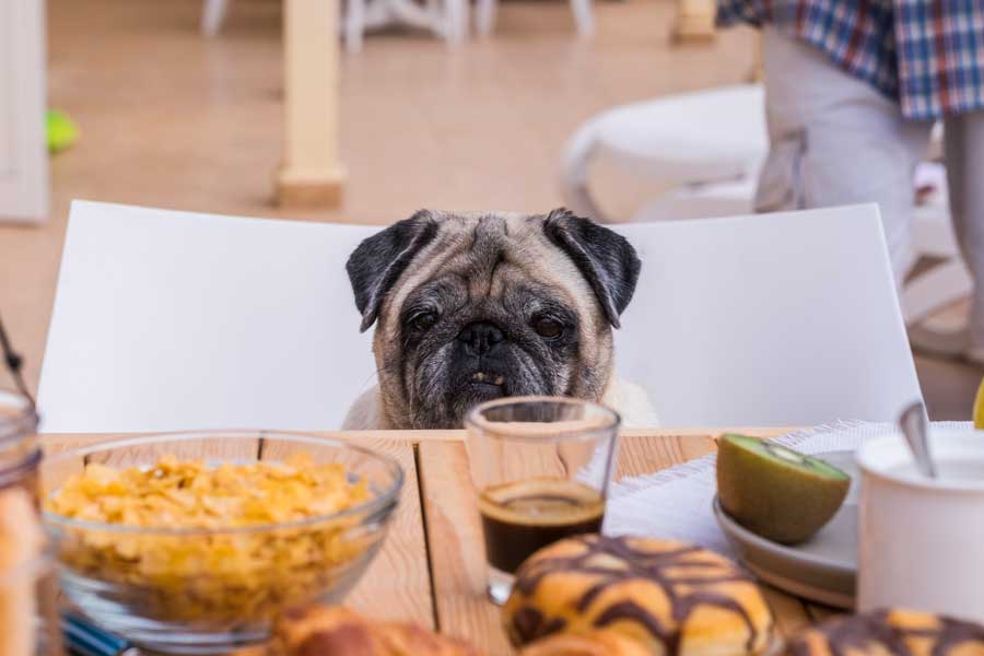 Parmi les aliments toxiques pour chien : les édulcorants artificiels