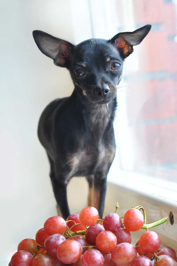 Parmi les aliments toxiques pour chien : les raisins et les raisins secs