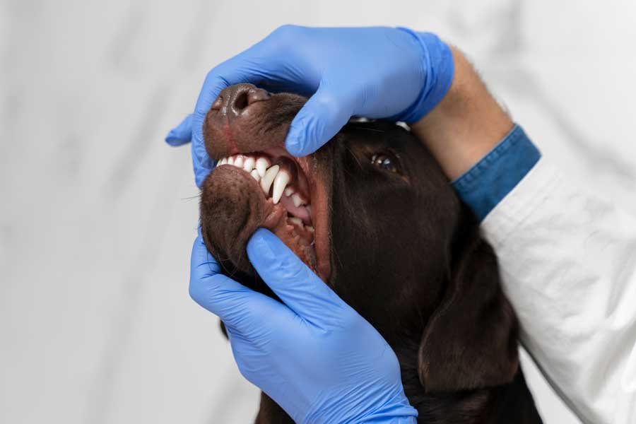 Que faire si mon chien a avalé un aliment toxique ?