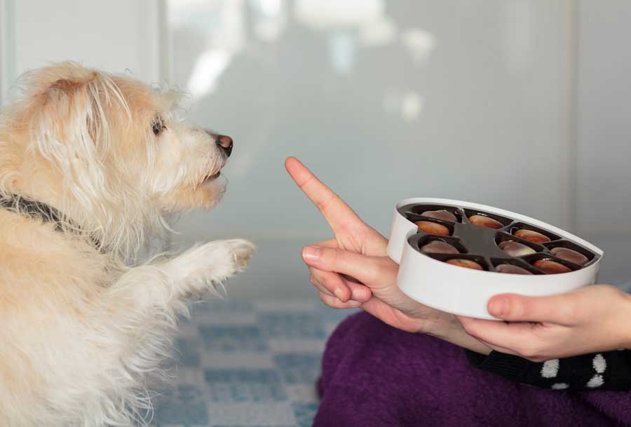 les aliments toxiques pour chien