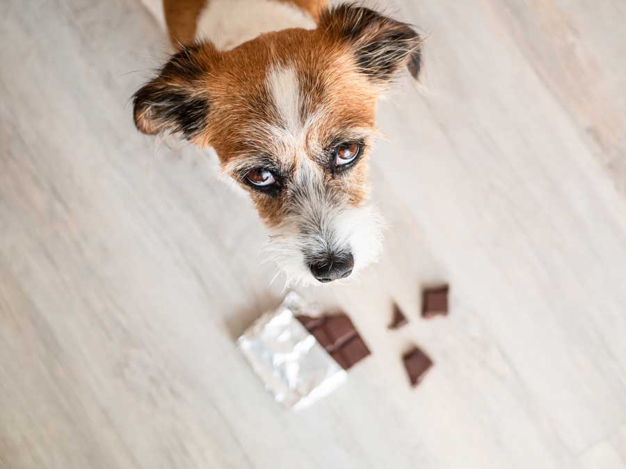 Parmi les aliments toxiques pour chien : le chocolat