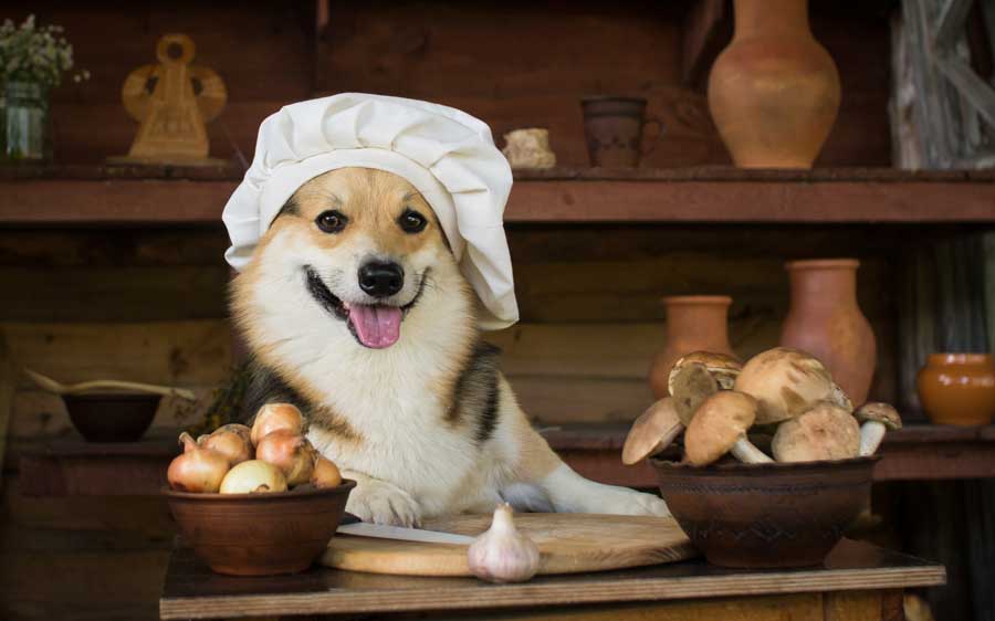 Parmi les aliments toxiques pour chien : l'oignon la ciboulette et l'ail