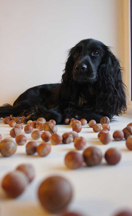 Parmi les aliments toxiques pour chien : les noix