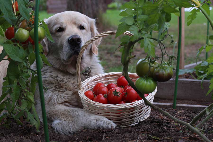 Parmi les aliments toxiques pour chien : les aubergines les tomates et les pommes de terre